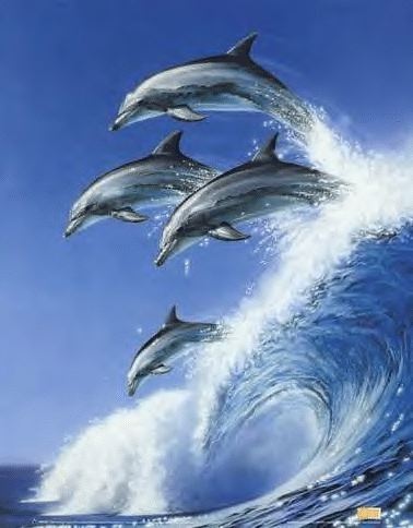 surfin